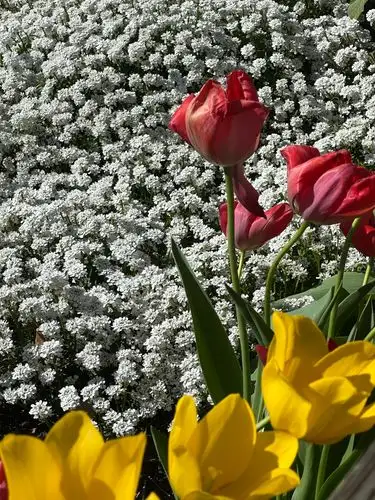 Spring's vibrant embrace.